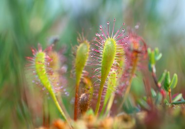 Drosera anglica. Sibirya'da bir bataklık üzerinde bir bitki