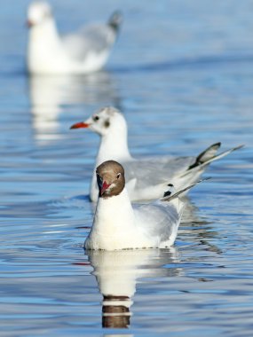 Larus ridibundus. Kuşlar sürüsü Gölde yüzen