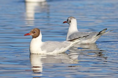 Larus ridibundus. Martılar birkaç gölde yüzmek