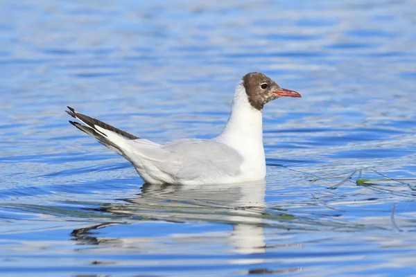 Larus ridibundus. Ptak pływa w zbiorniku na Jamał — Zdjęcie stockowe