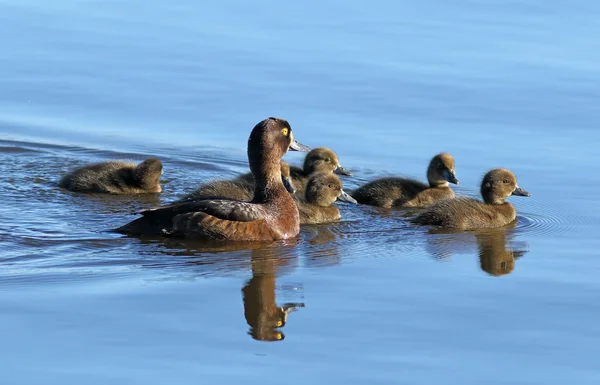 Aythya fuligula. Pato adornado com patinhos à noite luz em — Fotografia de Stock