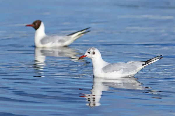 Larus ridibundus. Pár racků plováku na jezeře na Jamal — Stock fotografie