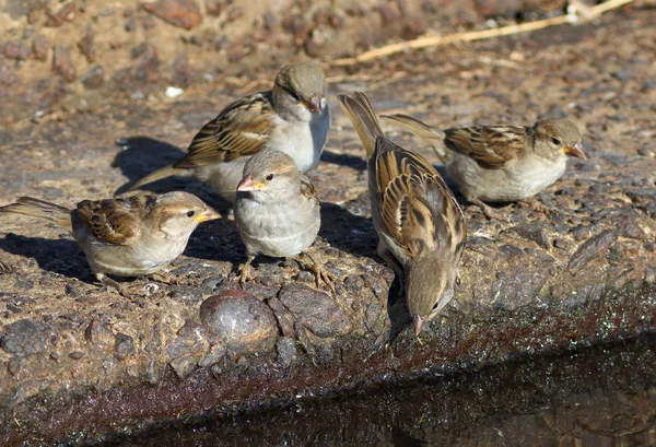 Family sparrows on the bank of a reservoir — Stock Photo, Image