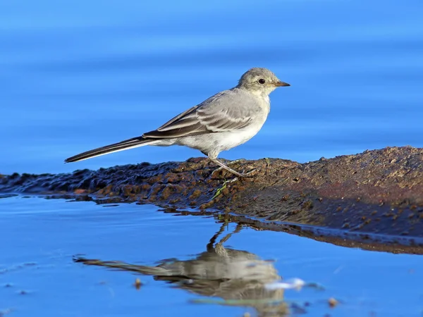 White wagtail against blue water — Stock Photo, Image