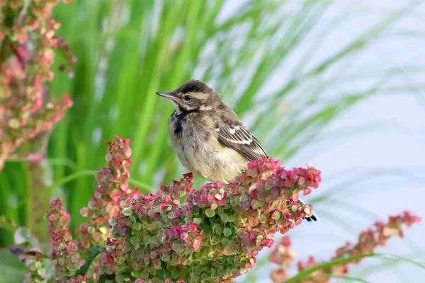 Motacilla citreola. Un wagtail près sur Yamal — Photo