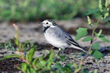 Motacilla alba. Beyaz kuyruksallayan yakın çekim