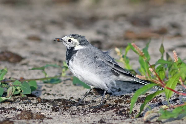 La wagtail bianca cerca un foraggio — Foto Stock