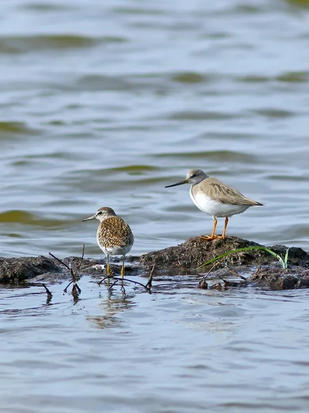 Sandpipers of different types together in the north of Western S — Stock Photo, Image