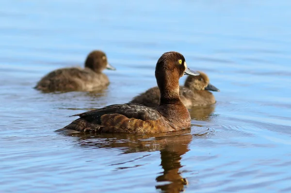 The duck tufted duck with ducklings — Stock Photo, Image