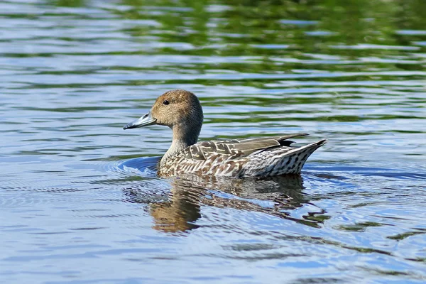 Anas acuta. A wild duck in the north of Siberia — Stock Photo, Image