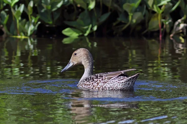 Anas acuta. A wild duck among bush thickets — Stock Photo, Image