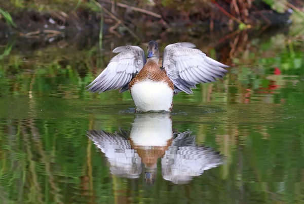 As fêmeas wigeon ondas asas e se reflete na água — Fotografia de Stock