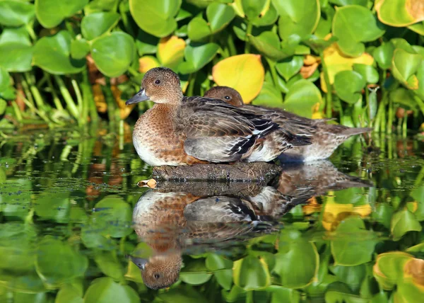 Bir gemide kadın wigeon oturmak — Stok fotoğraf