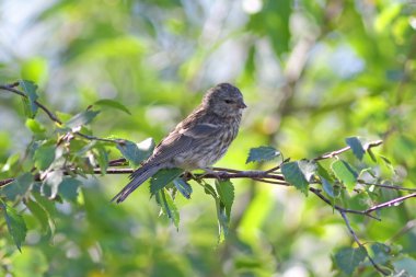 Carduelis flammea. Dallar arasında genç bir kuş