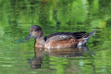 Ördek wigeon su üzerinde yüzen