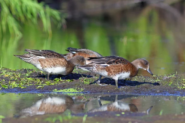 Anas penelope. Wild ducks look for a forage on shallow — Stock Photo, Image