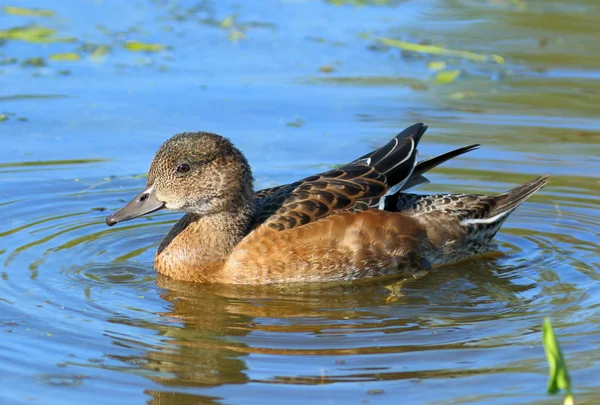 Die wilde Entenwippe schwimmt auf dem Wasser — Stockfoto