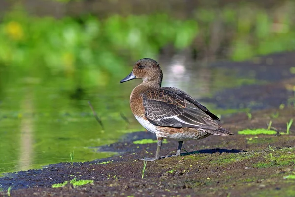 Yaban ördeği wigeon maliyeti karaya — Stok fotoğraf