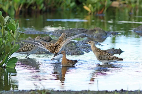 Philomachus pugnax. Rüden und Hündinnen mit Halskrause — Stockfoto