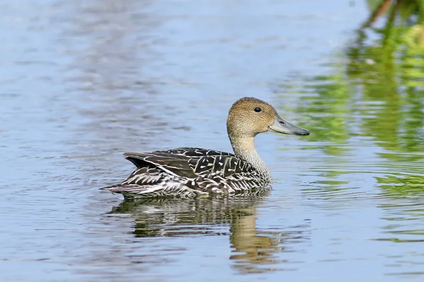 Wild duck pintail close up — Stock Photo, Image