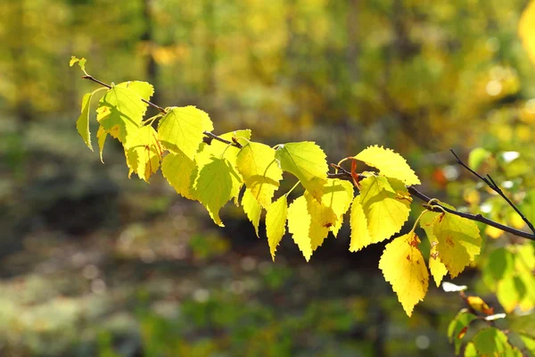 Autumn drewno w jasnej farby — Zdjęcie stockowe
