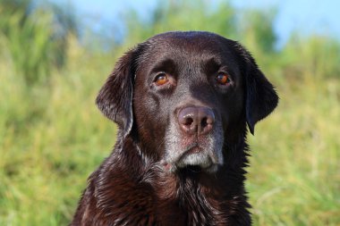 Güzel çikolata Labrador, yakın çekim