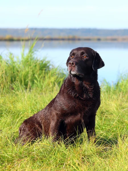 Chocolate Labrador manhã de outono no lago — Fotografia de Stock