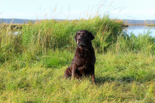 Labrador de chocolate bonito entre o mato — Fotografia de Stock