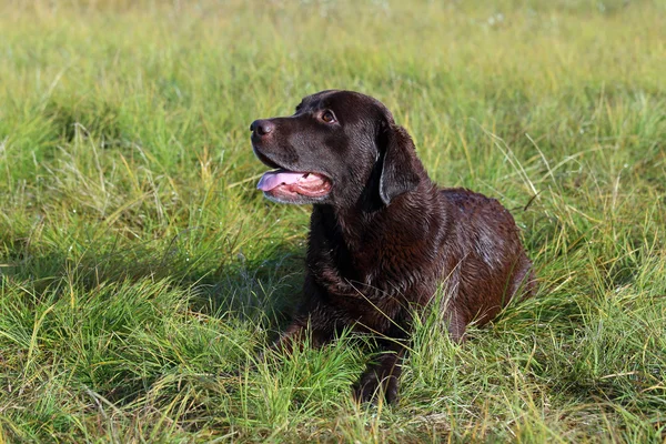 Labrador de chocolate após a natação — Fotografia de Stock