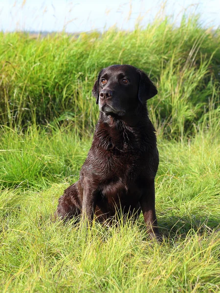 Chocolate Labrador manhã de outono — Fotografia de Stock