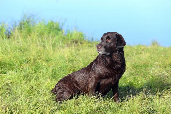 Chocolate Labrador sentado na grama — Fotografia de Stock