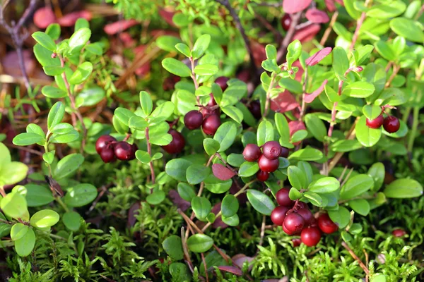 Folhas e cachos de cranberries maduras — Fotografia de Stock