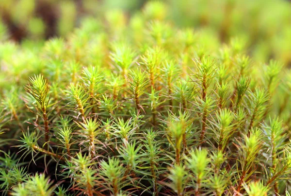 Polytrichum 乡。亚玛尔半岛上的苔藓特写镜头 — 图库照片