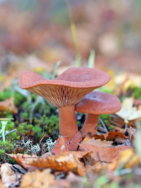 Lactarius rufus. Δύο μανιτάρια μεταξύ το φύλλωμα πέσει προς τα κάτω — Φωτογραφία Αρχείου