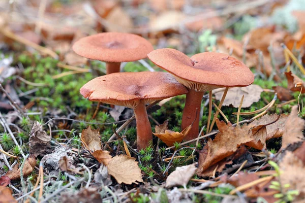 Ryzec rufus. Jedlé houby v podzimní odpoledne — Stock fotografie