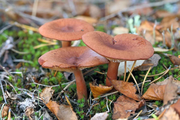 Lactarius rufus. Três cogumelos entre a folhagem caída — Fotografia de Stock