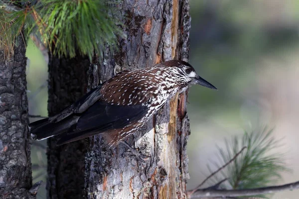 Nucifraga Cariocatactes Pájaro Cascanueces Sienta Tronco Pino Siberiano Fotos de stock libres de derechos