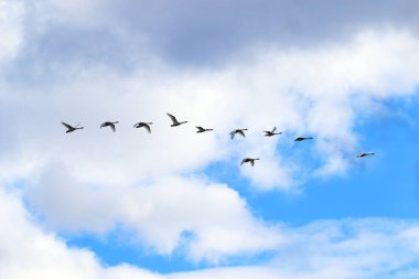 Cygnus bewickii. Batı Sibirya 'nın kuzeyinde Bewick' in Kuğu sürüsü gökyüzünde.