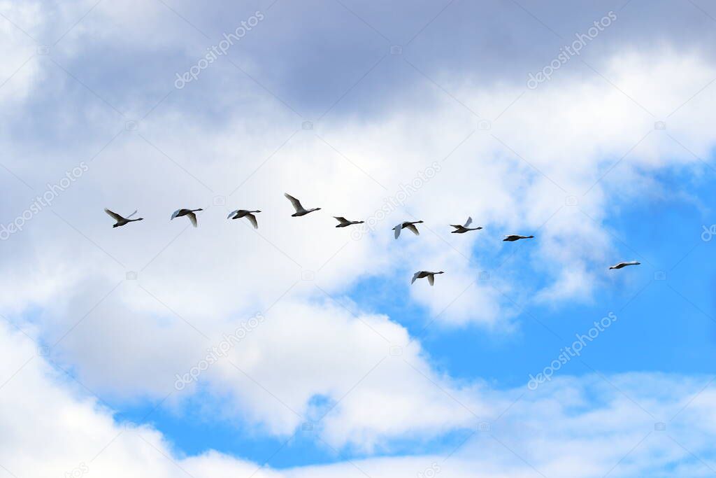 Cygnus bewickii. Bewick's Swan flock in the sky in the north of Western Siberia