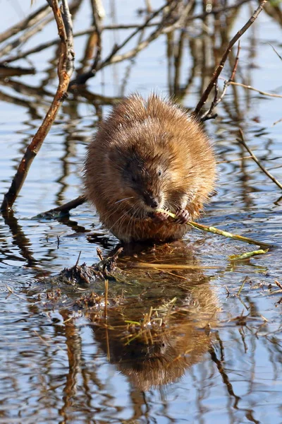 Ondatra Zibethicus 西伯利亚北部春天的麝鼠咬碎了一根柳枝 — 图库照片