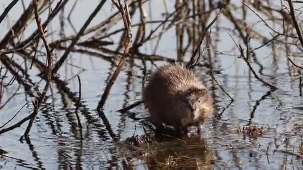 Ondatra Zibethicus Маскрат Весной Севере Сибири Грызет Ивовую Ветвь — стоковое видео