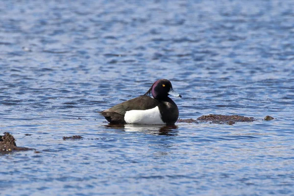 Aythya Fuligula Canard Touffu Mâle Plumage Accouplement Printemps Dans Nord — Photo