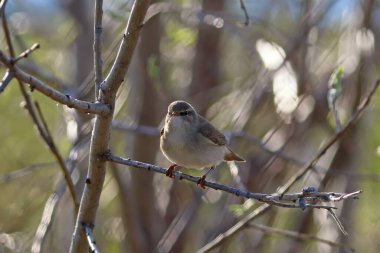 Phylloscopus trochilus. Batı Sibirya 'nın kuzeyinde ilkbaharda Willow Warbler
