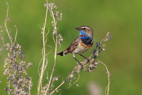 Luscinia Svecica Bluethroat Summer Evening Kulunda Steppe Altai —  Fotos de Stock