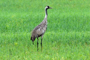 Grus grus, Grus communis. A gray crane in the middle of a field gets wet in the rain in Siberia