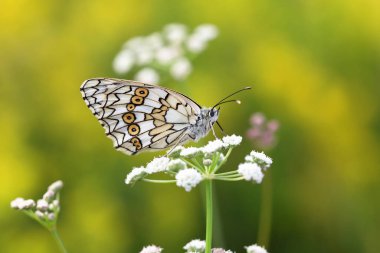Melanargia russiae. Marigold butterfly in the Kulunda steppe in southern Siberia