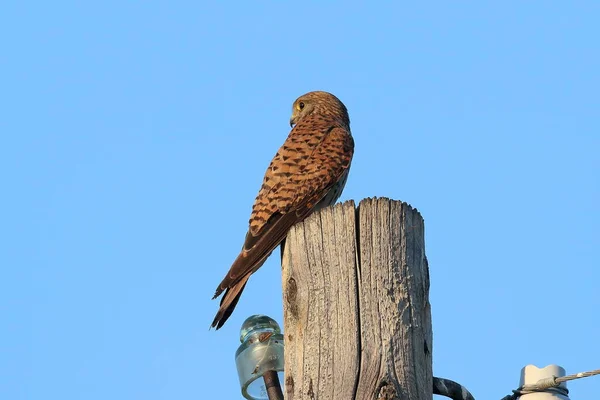 Falco Tinnunculus Dişi Kestrel Sibirya Bir Direkte Oturuyor — Stok fotoğraf