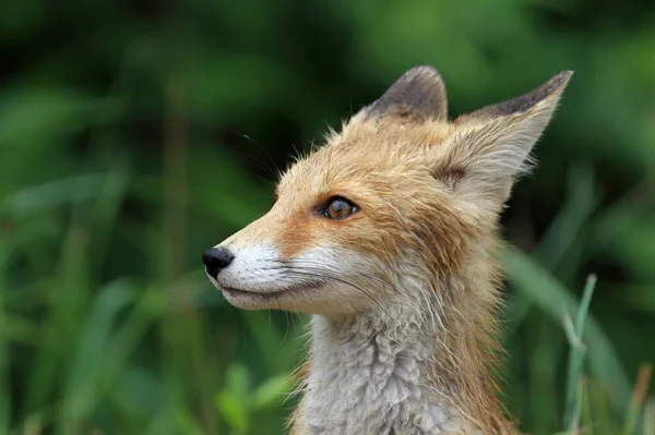 Vulpes Vulpes Мокрый Лисенок Краю Леса Юге Западной Сибири Стоковая Картинка