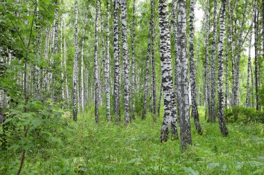 Birch grove on a summer day in the south of Western Siberia
