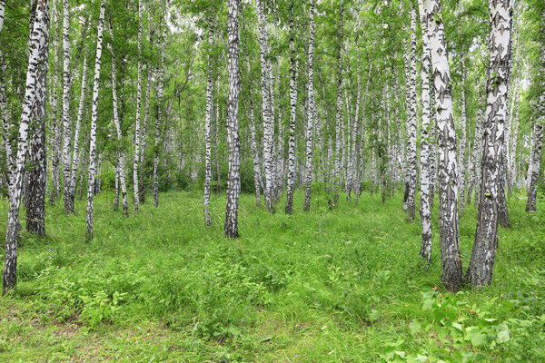 Birch grove on a summer day in the south of Western Siberia